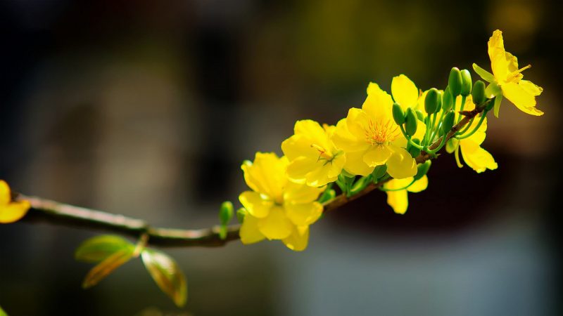 Tải hình nền hoa mai vàng may mắn bình an