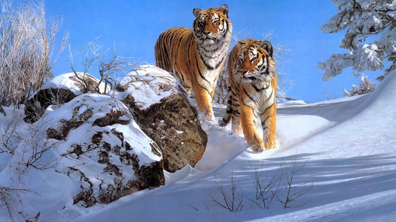 Ảnh 2 con hổ bước đi trong tuyết trắng