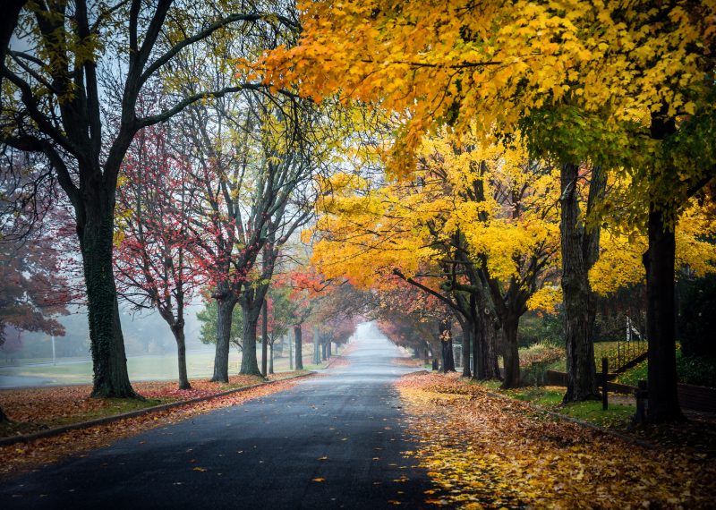 Ảnh nền con đường mùa thu lá vàng rụng tuyệt đẹp cho desktop