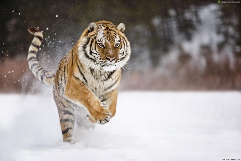 Hình ảnh hổ chạy phi trong tuyết