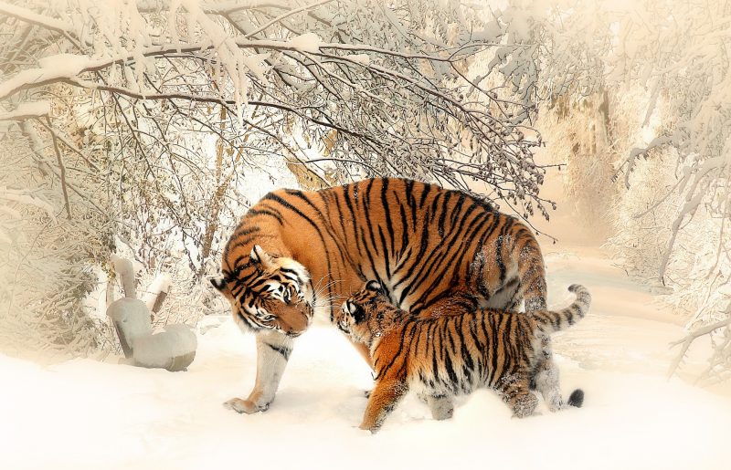 Hình ảnh mẹ con hổ nô đùa trong tuyết