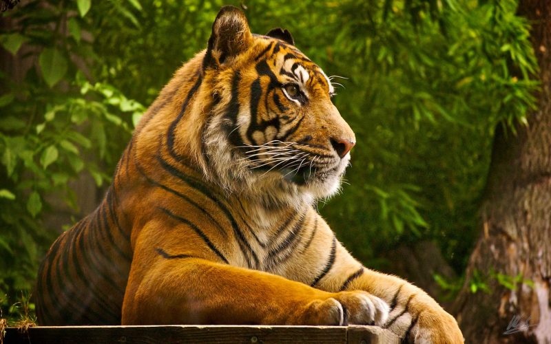 Hình ảnh nền con hổ Tiger 2K cho máy tính