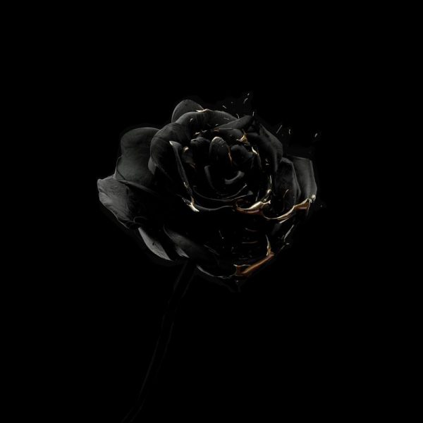 Hình đại diện hoa hồng đen