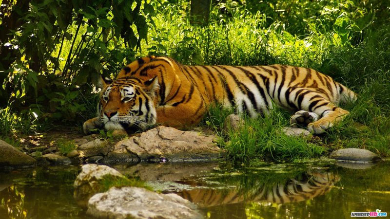Hình nền con hổ năm ngủ bên hồ nước