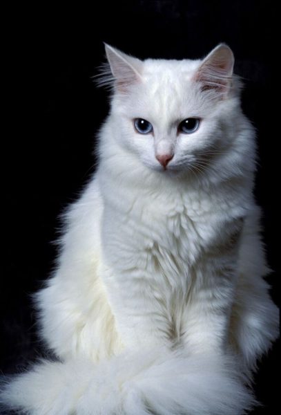 Hình nền con mèo dễ thương lông trắng
