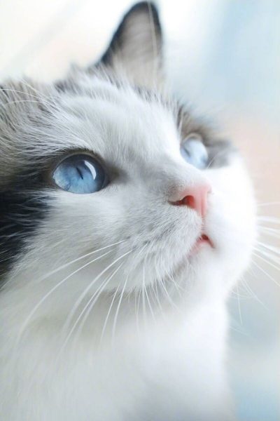 Hình nền con mèo dễ thương mắt xanh