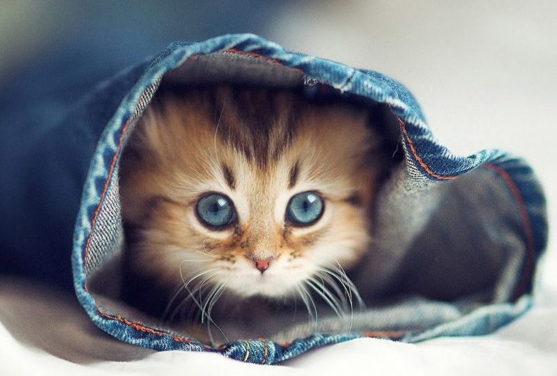 Hình nền con mèo dễ thương trốn dưới ống quần