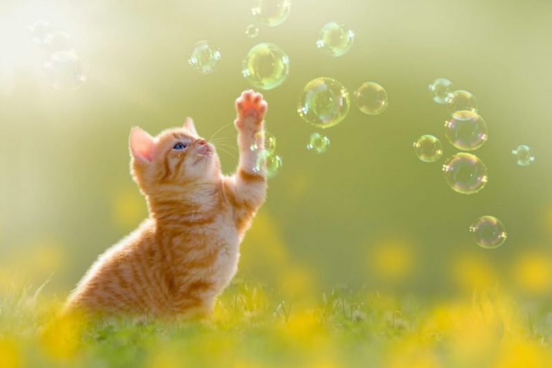 Hình nền con mèo dễ thương và bong bóng cute
