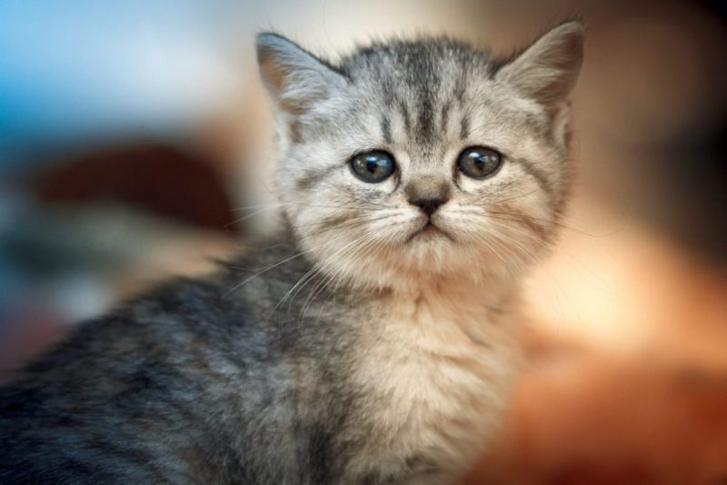 Hình nền con mèo dễ thương với ánh mắt trìu mếm