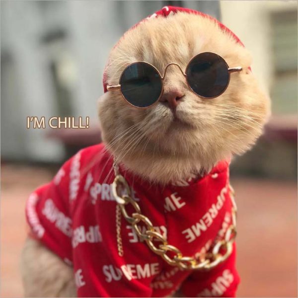 ảnh meme mèo cute đeo kính ngầu lòi