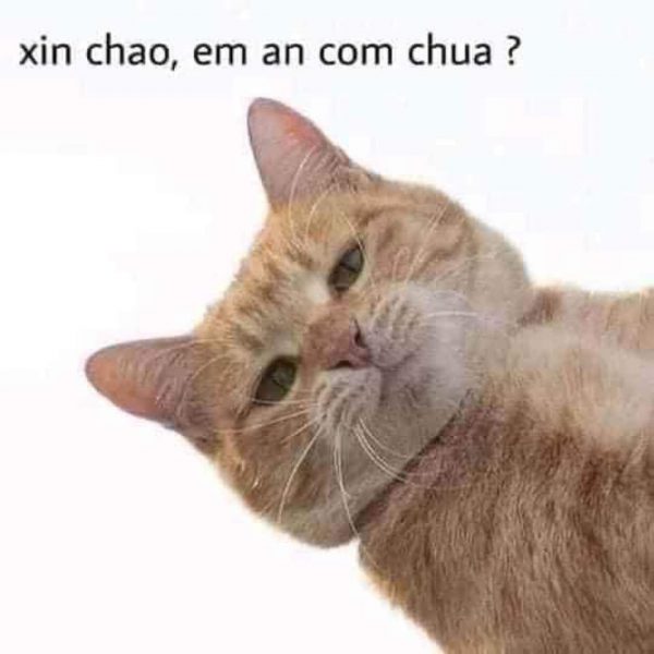 ảnh Meme mèo xin chào em ăn cơm chưa