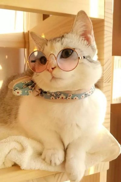 ảnh nền mèo dễ thương đeo kính