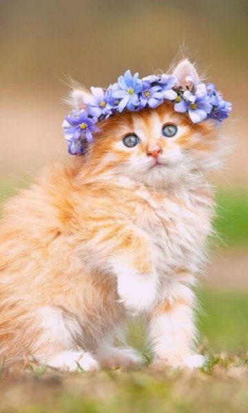 ảnh nền mèo đội vòng hoa