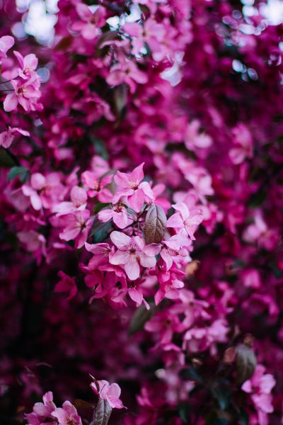 Hình nền iPhone 13 hoa màu tím