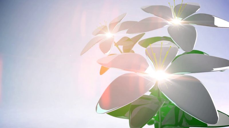 hình nền powerpoint 3d bông hoa trắng dưới ánh mặt trời