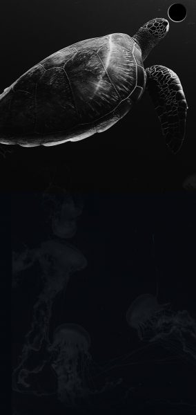 hình nền trắng đen con rùa và sứa biển