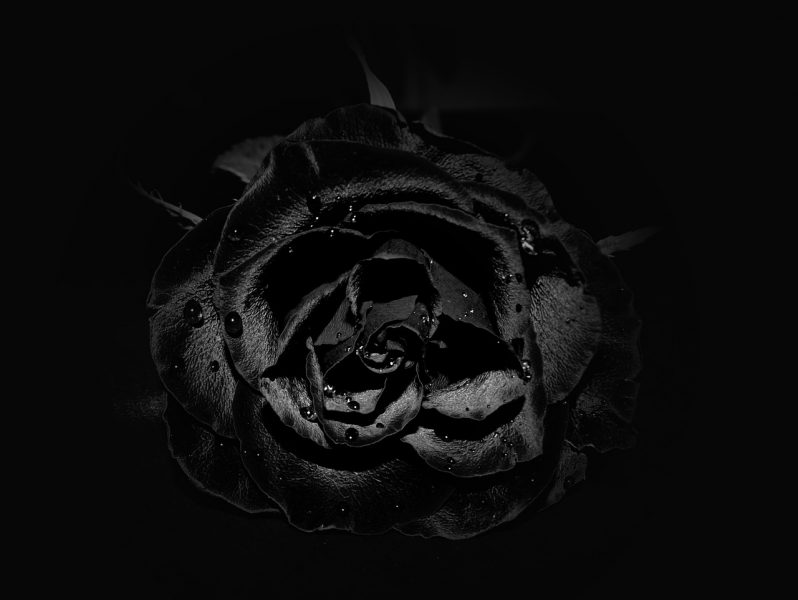 ảnh buồn đám tang hoa hồng đen