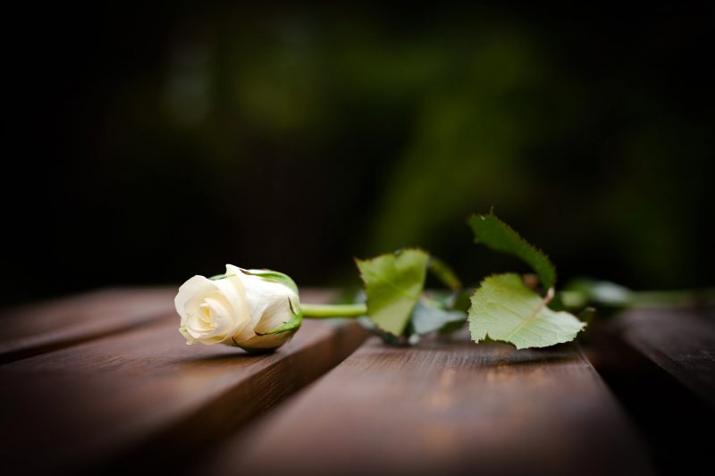 ảnh buồn đám tang hoa hồng năm trên ghế