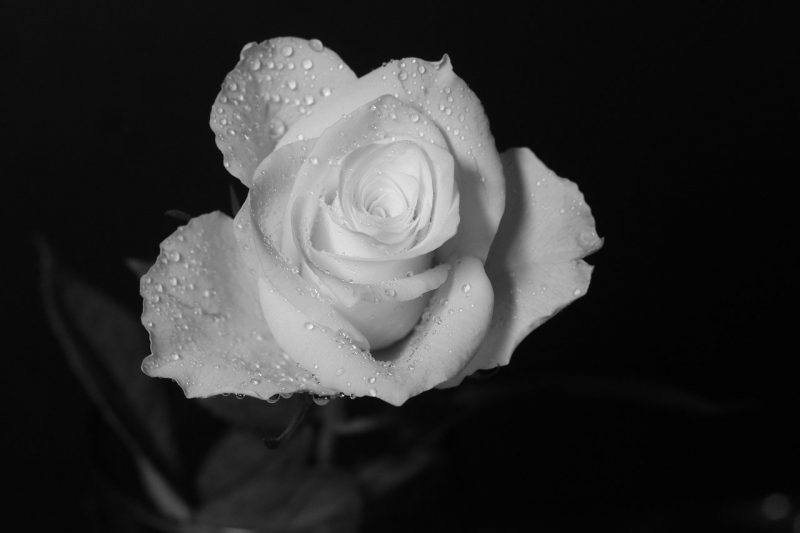 ảnh buồn đám tang hoa hồng trắng