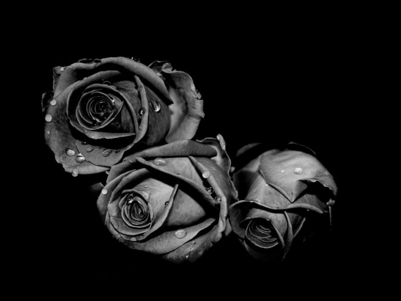 ảnh buồn đám tang hoa hồng và giọt nước