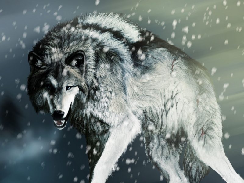 ảnh con sói siêu to đứng khi tuyết rơi