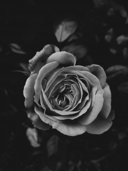 ảnh tang đen hoa hồng