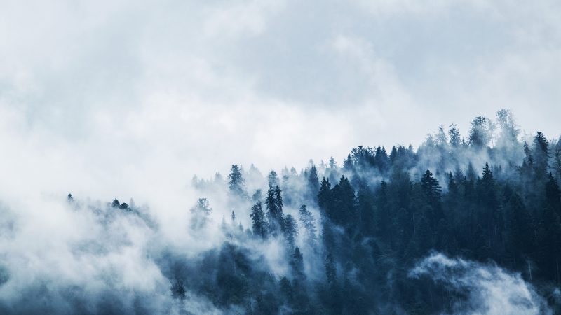 background banner rừng núi sương mờ