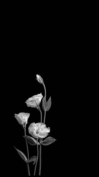 hình ảnh buồn đám tang những bông hoa đẹp