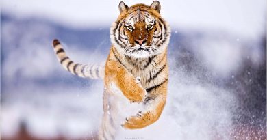 Hình ảnh con hổ