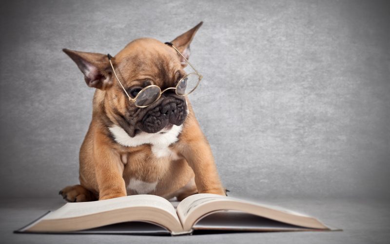ảnh chó đeo kính đọc sách