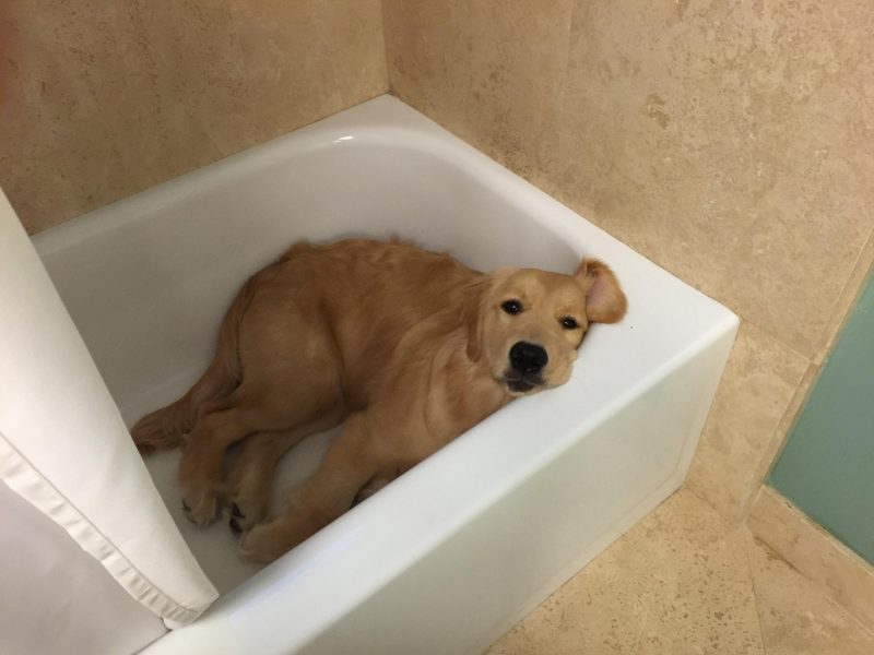 ảnh chó hài nằm trong bồn tắm
