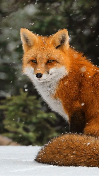 ảnh con cáo ngồi trong mưa tuyết