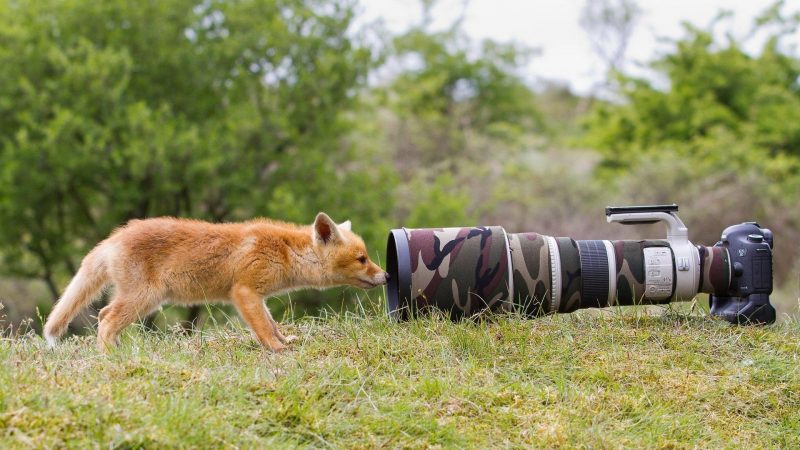 ảnh con cáo tò mò ngó máy ảnh