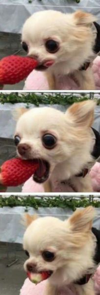 hình ảnh chó hài ăn dâu tây
