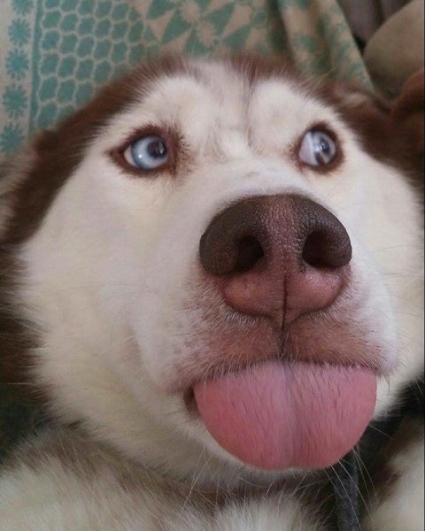 hình ảnh chó hài Husky lêu lêu