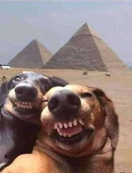 hình ảnh chó hài selfie tại Kim Tự Tháp