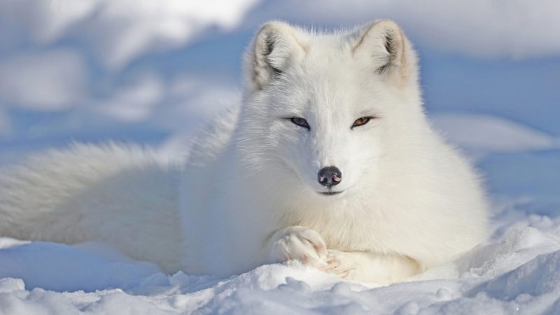 Hình ảnh con cáo trắng