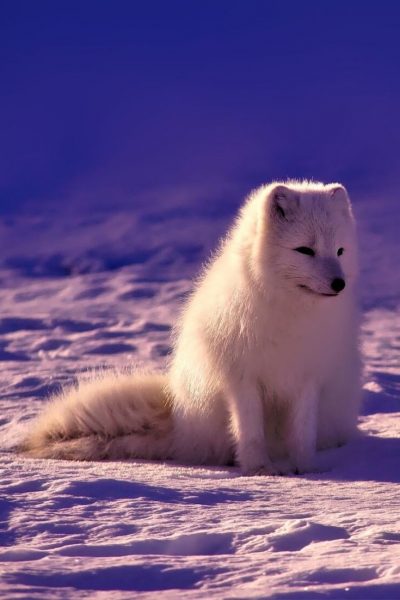 Hình ảnh con cáo tuyết