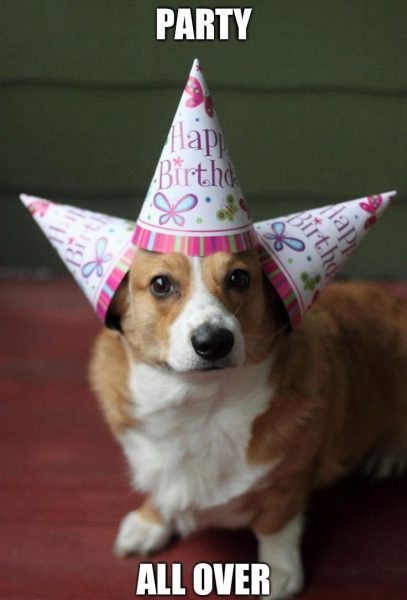 hình chó hài đội nón tổ chức tiệc sinh nhật