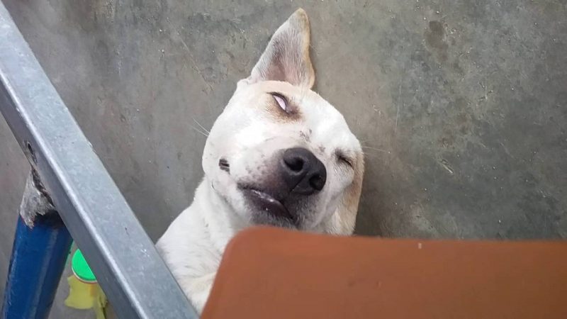 hình chó hài trợn mắt khi ngủ