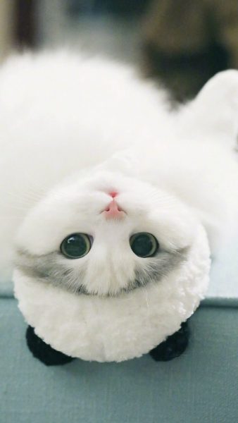 Hình nền mèo cho điện thoại siêu cute