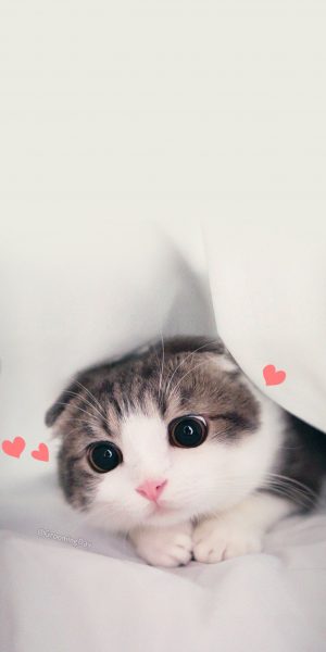 Hình nền mèo cho điện thoại siêu cute, dễ thương